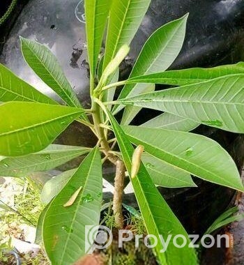 পিংক পুডিকা কাঠগোলাপ চারা