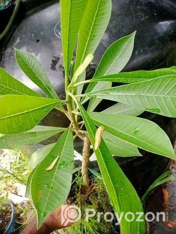 পিংক পুডিকা কাঠগোলাপ চারা