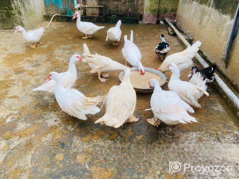 White China Hash Running Male