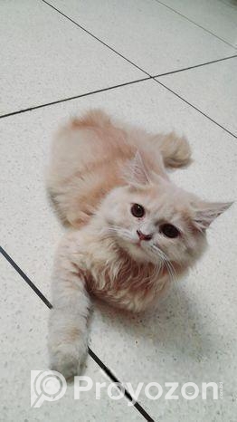 পার্সিয়ান বাই কালার মেল কিটেন