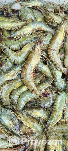 পিওর বাগদা চিংড়ি জেলি ফ্রি