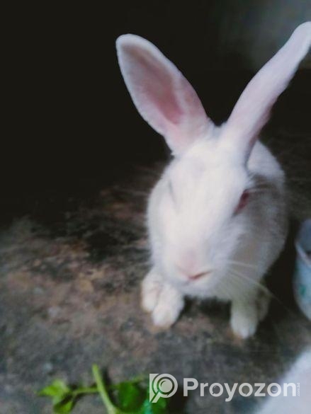 ছেলে খরগোশ মেয়ে বাচ্চা সহ বিক্রি করা হবে লাগলে ইনবক্স