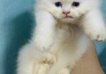 Pure Persian Cat