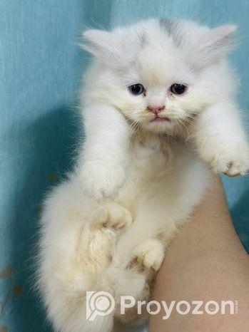 Pure Persian Cat