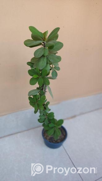 কাটা মুকুট গাছ