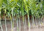 শুপারি গাছ