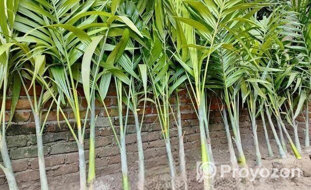 শুপারি গাছ