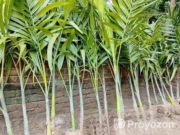 শুপারি গাছ