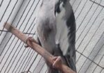 সম্পূর্ণ সাবালক (ম্যাচিওর) ২ টা ককাটেইল পুরুষ পাখি।