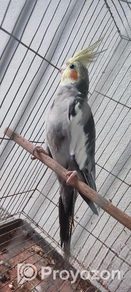 সম্পূর্ণ সাবালক (ম্যাচিওর) ২ টা ককাটেইল পুরুষ পাখি।