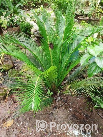 সাইকাস গাছ