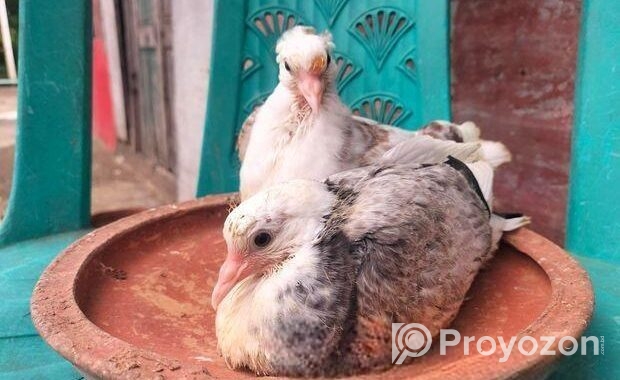 দেশি কবুতরের বাচ্চা