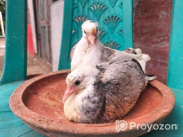 দেশি কবুতরের বাচ্চা