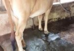শাহীওয়াল গরু বিক্রি হবে