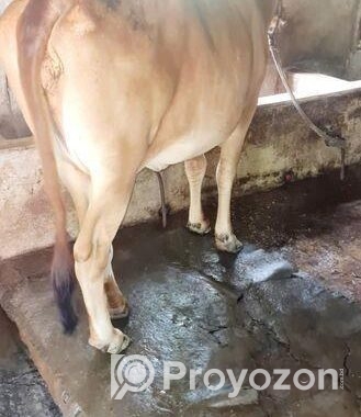 শাহীওয়াল গরু বিক্রি হবে