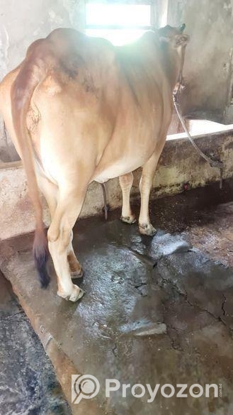 শাহীওয়াল গরু বিক্রি হবে