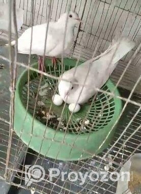 সাদা ঘুঘু রানিং