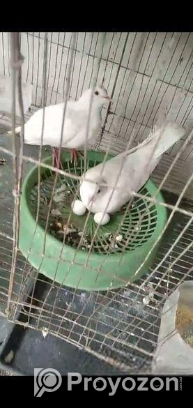 সাদা ঘুঘু রানিং