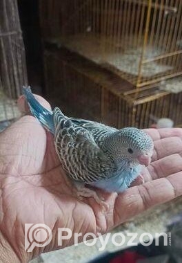 বাজরিকা পাখি বিক্রি হবে।
