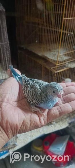 বাজরিকা পাখি বিক্রি হবে।