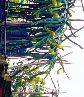 ড্রাগন গাছ বিক্রি হবে