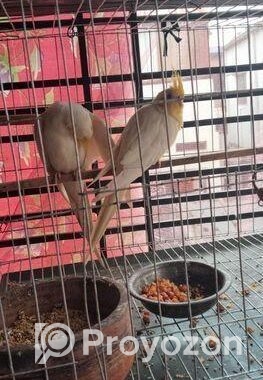 লুটিনো কোকাটেল সেল হবে