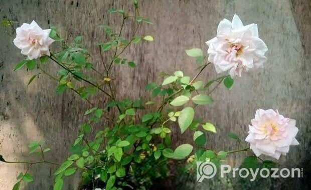 ফুল/কলি সহ গোলাপ