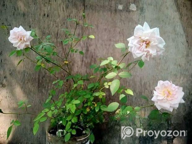 ফুল/কলি সহ গোলাপ