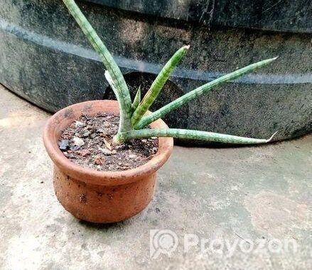 স্নেক প্ল্যান্ট পট সহ