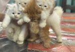 Pure Persian Cat