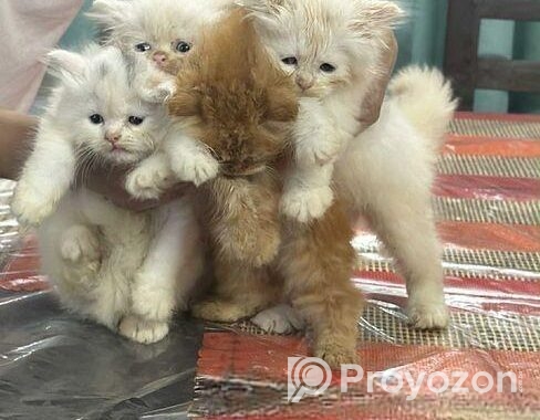 Pure Persian Cat