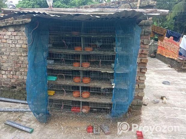 কোয়েল পাখির খাঁচা বিক্রয়