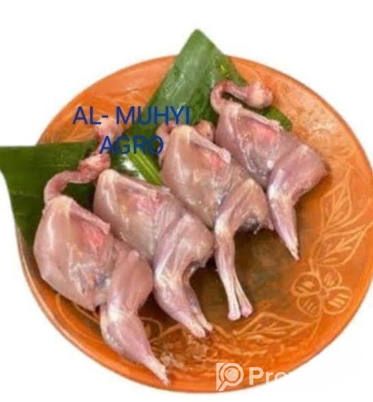 ড্রেসিং কোয়েল পাখি