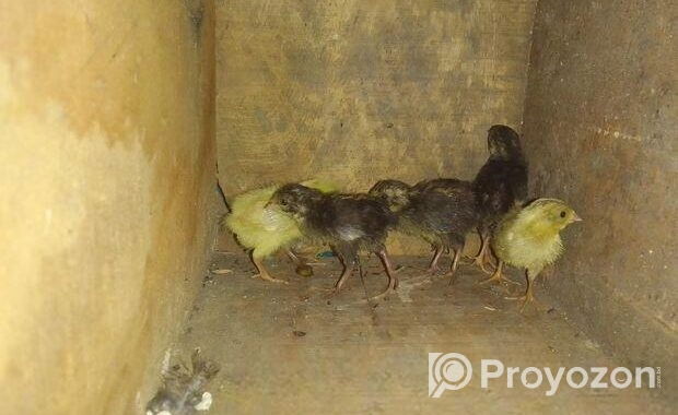 কিং কোয়েল