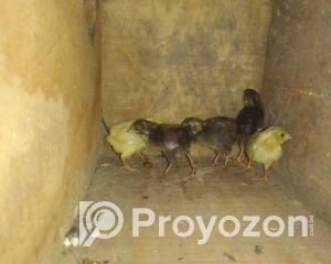 fitted-47_2025-09-21_10-59-48