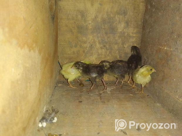 কিং কোয়েল