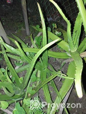 অ্যালোভেরা