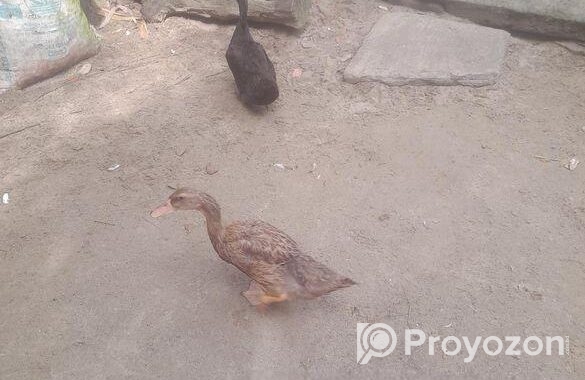 সাদা চিনাহাস