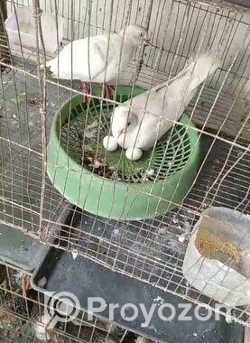 সাদা ঘুঘু রানিং