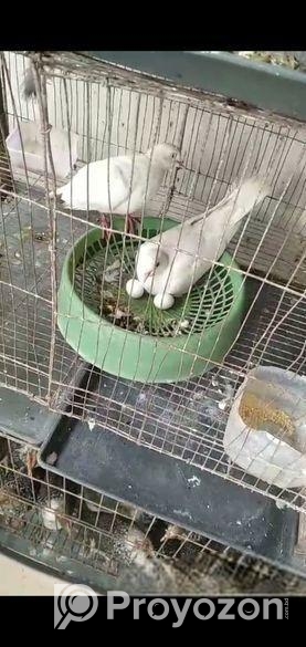 সাদা ঘুঘু রানিং