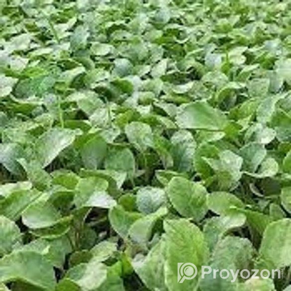 বাধা কপির চারা