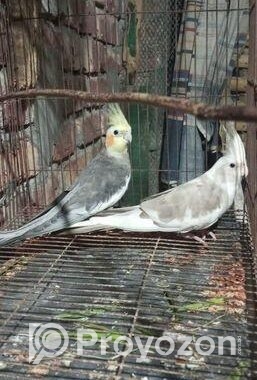 ককাটেল পাখি