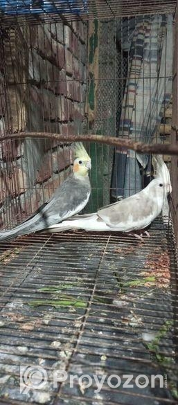 ককাটেল পাখি