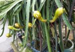 ড্রাগন গাছ বিক্রি হবে