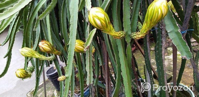 ড্রাগন গাছ বিক্রি হবে