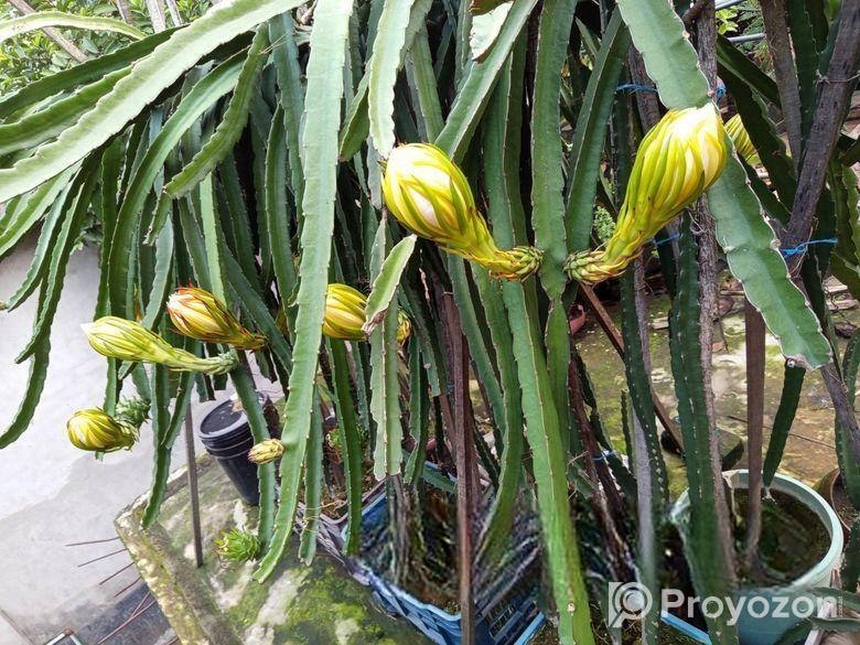 ড্রাগন গাছ বিক্রি হবে