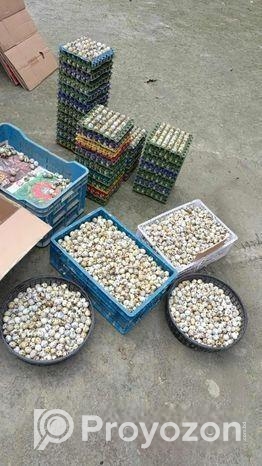 কোয়েল পাখি ডিম