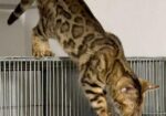 Bangle Female (adult) Urgent