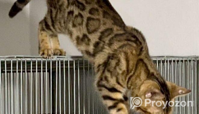 Bangle Female (adult) Urgent
