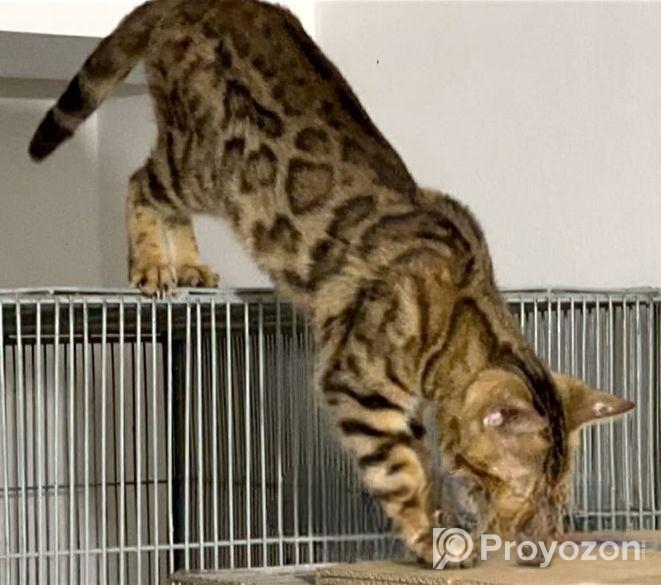 Bangle Female (adult) Urgent